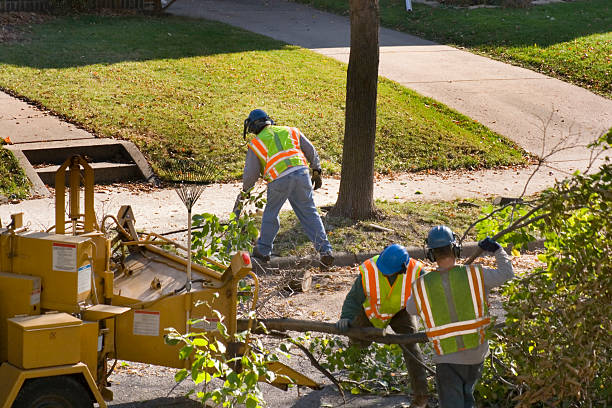 Best Stump Grinding and Removal  in Nowthen, MN